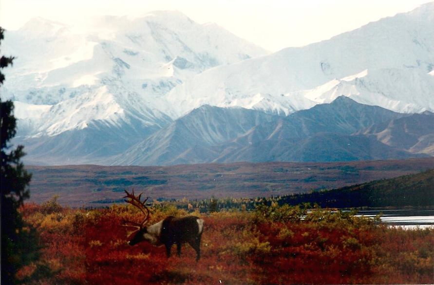marcia-moose